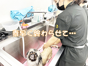 １年生のトリミング実習♪
